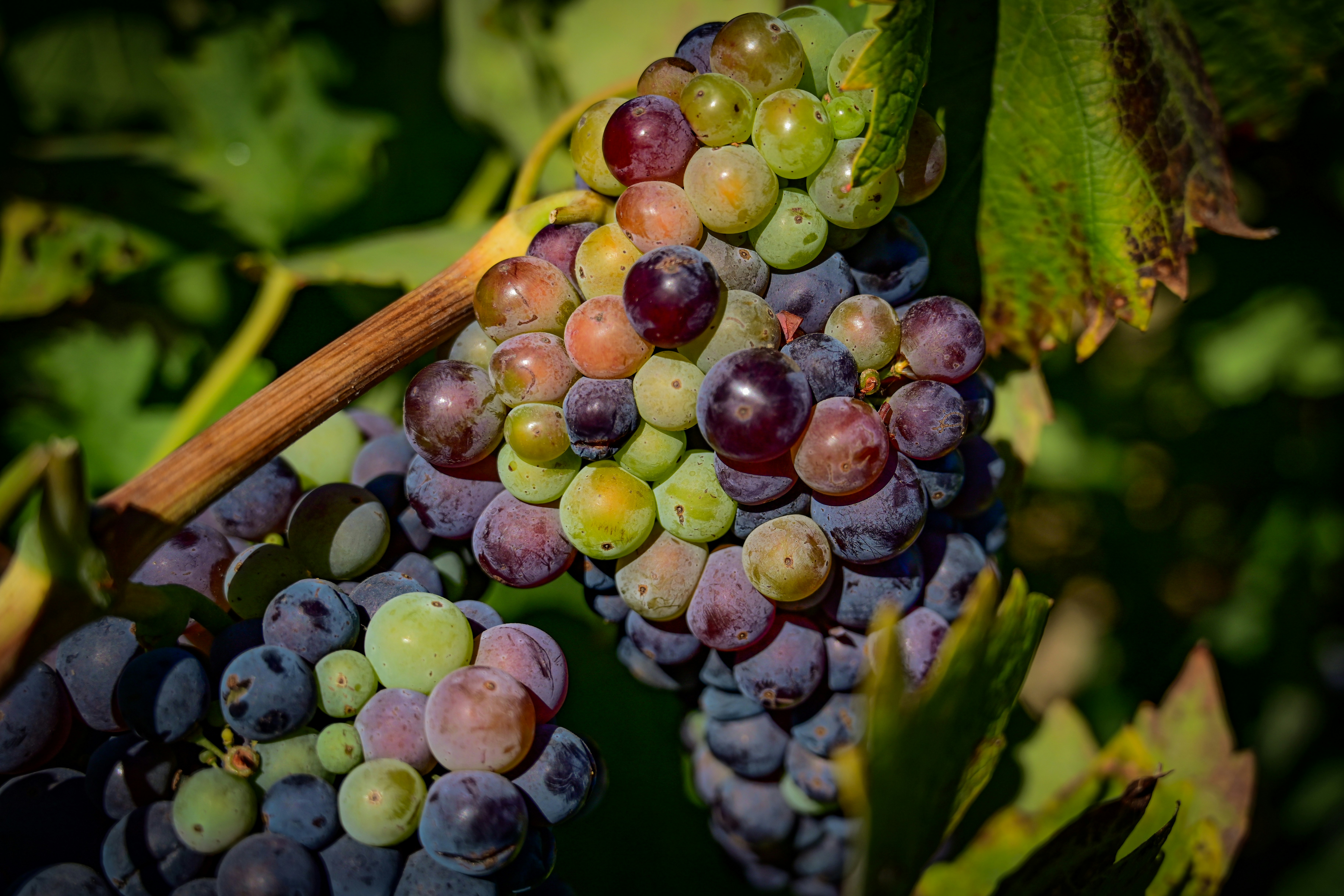 Wine Tours in Nashik: The Napa Valley of India