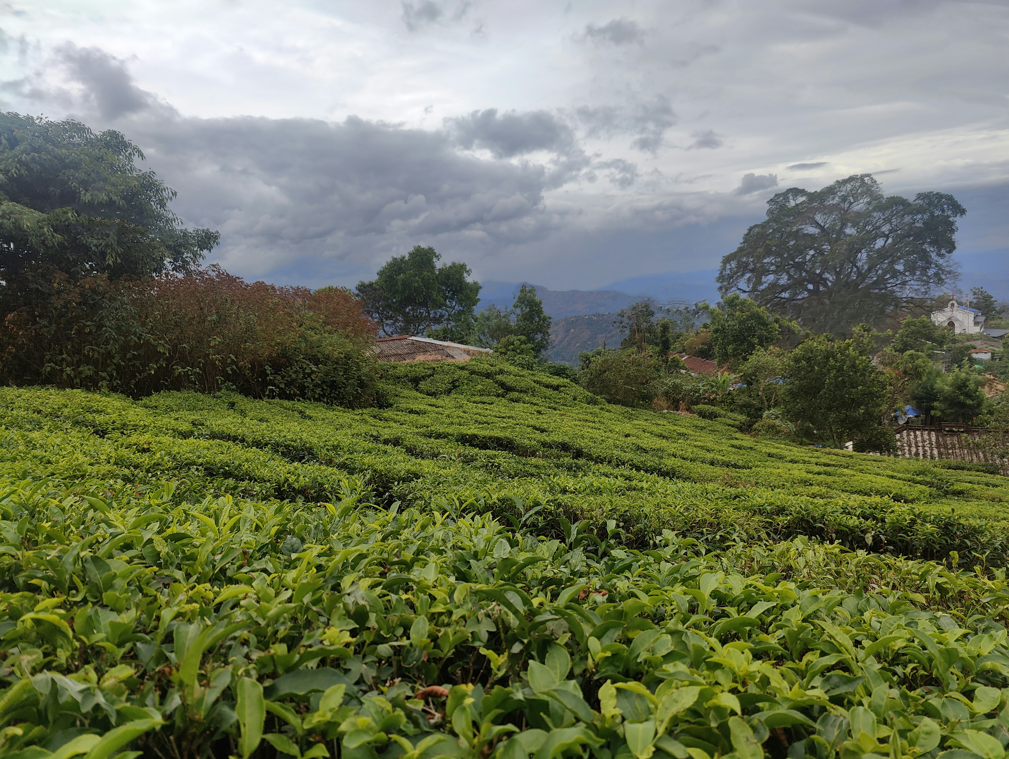 Tea gardens in Munnar under rain clouds