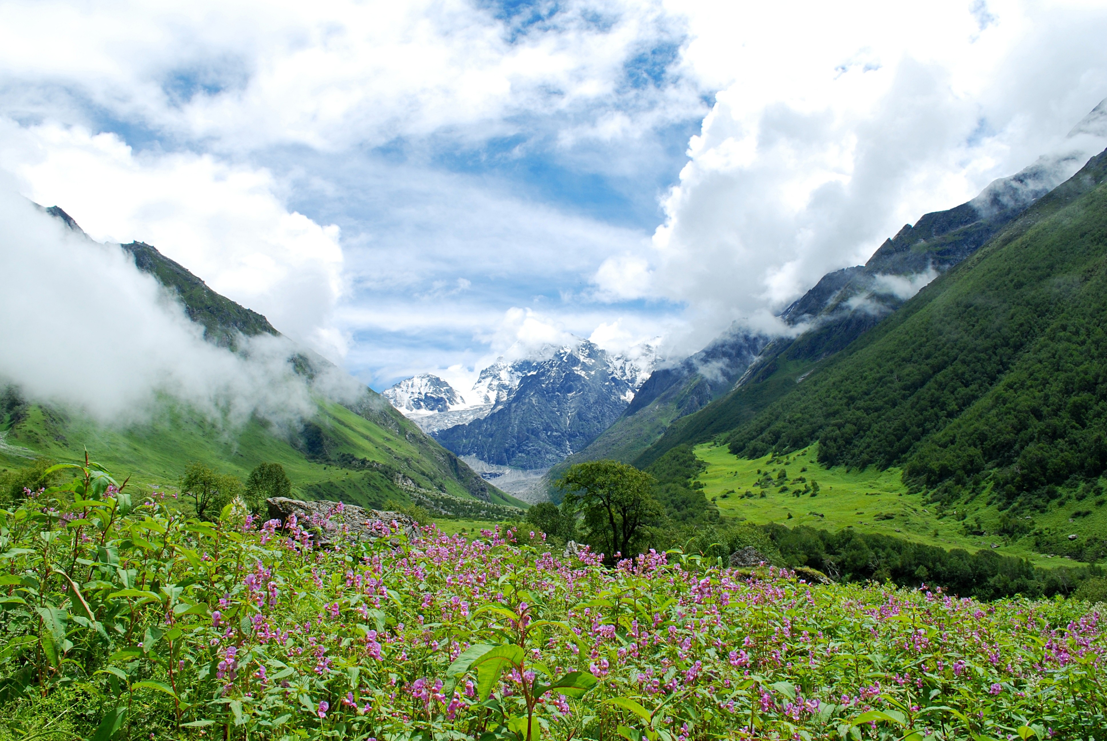 Blooming Valley of Flowers in July