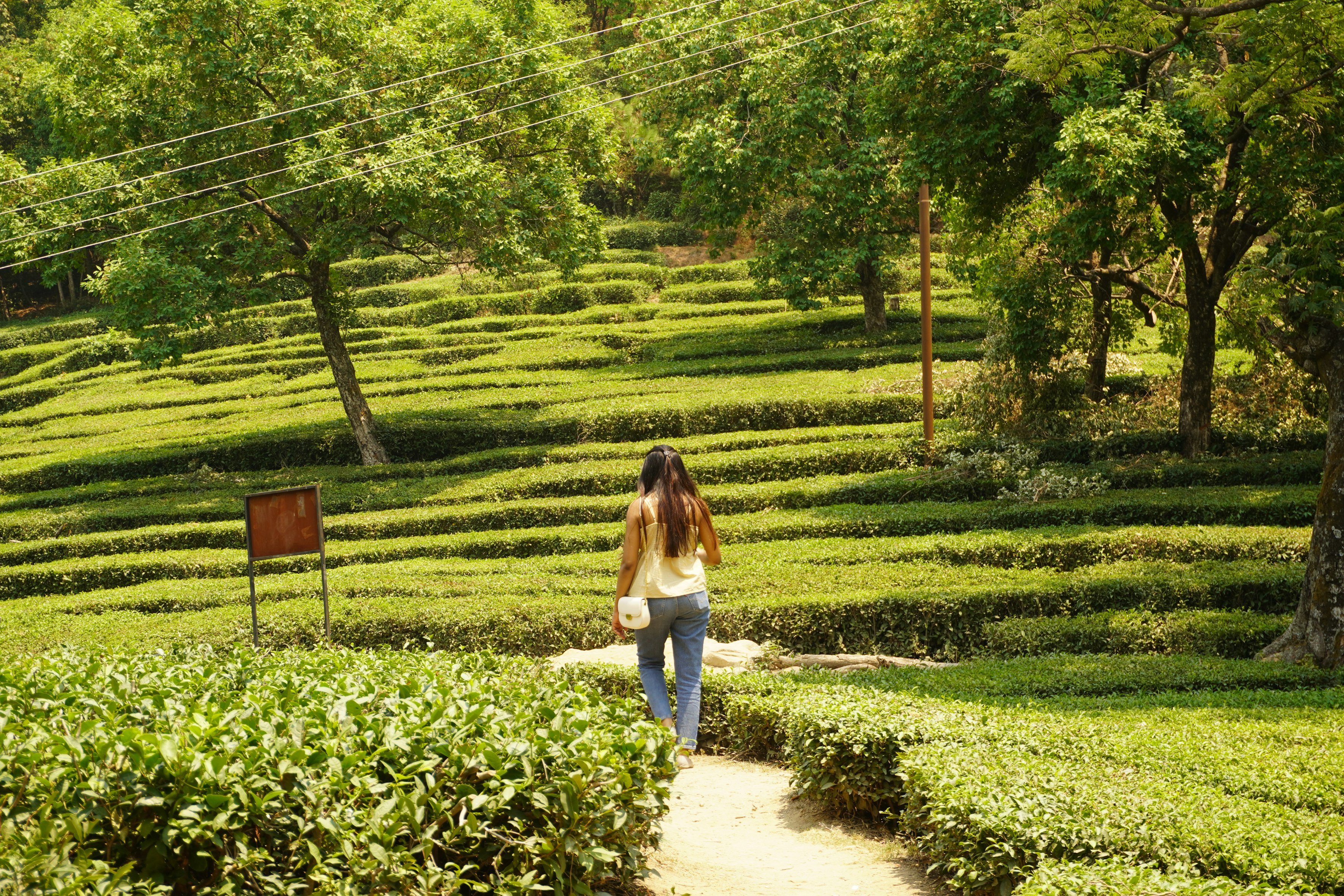 Munnar valley with tea gardens and waterfalls; Alleppey houseboats on misty backwaters