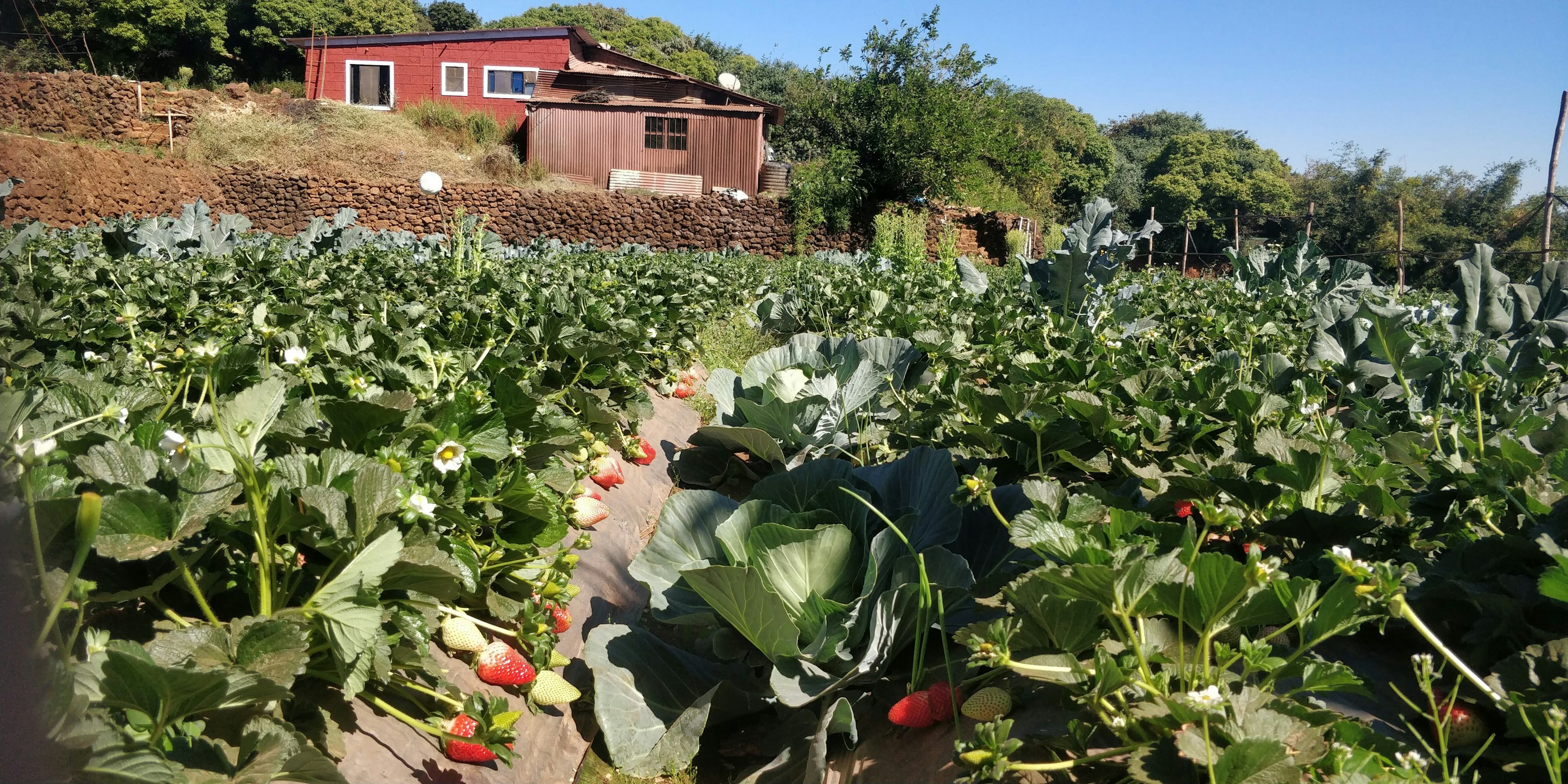 Mahabaleshwar: The Strawberry